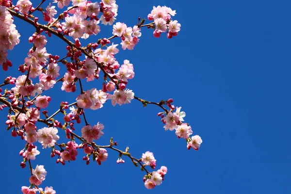 Rosafarbene Blüten Frühling — Stockfoto