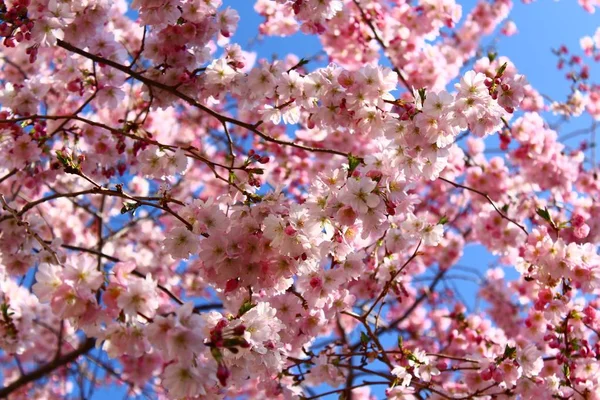 Rosafarbene Blüten Frühling — Stockfoto