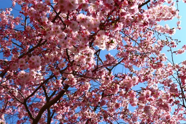 Flores Rosa Primavera — Fotografia de Stock