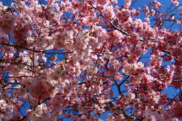Rosafarbene Blüten Frühling — Stockfoto