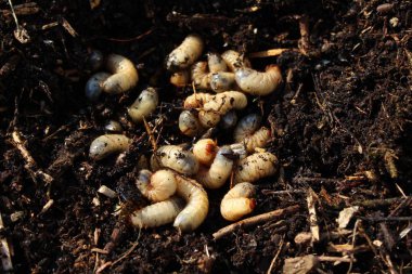Gübre yığınında gül chafer larvaları