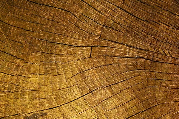 Struktura Kmene Stromu — Stock fotografie