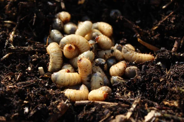 Rose Chafer Larvae Compost Pile — Stock Photo, Image
