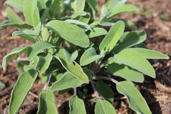 healthy sage in the garden