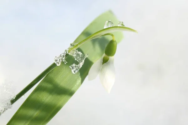 雪の中で — ストック写真