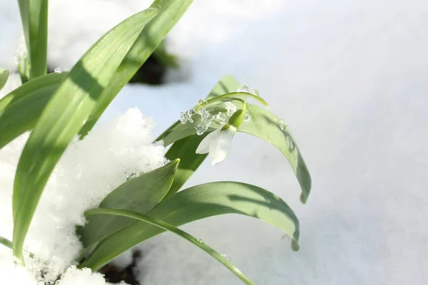 Schneeglöckchen Schnee — Stockfoto