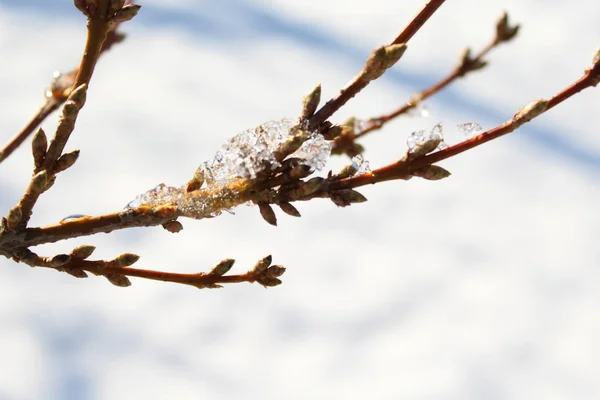 Corkscrew Willow Ice — Stock Photo, Image