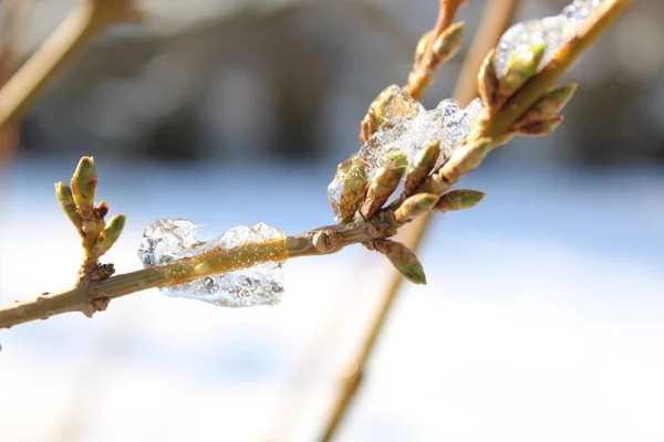 Corkscrew Willow Ice — Stock Photo, Image