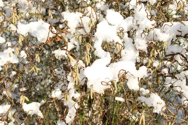 Salgueiro Inverno — Fotografia de Stock