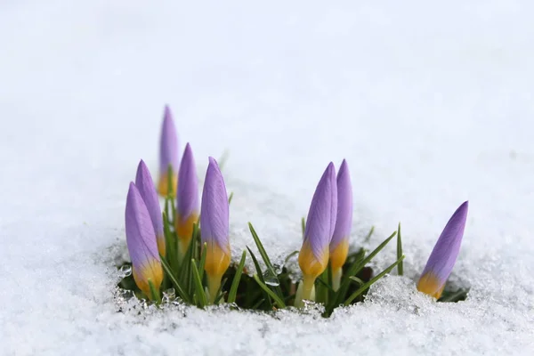 雪の中のクロッカス — ストック写真