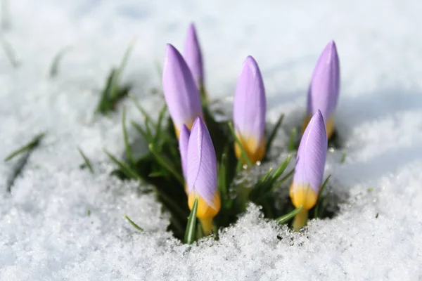 Crocus Snow Stock Photo