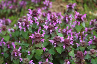 doğada deadnettles alanı