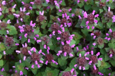 doğada deadnettles alanı