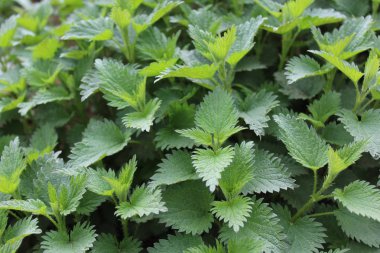 Ormanda bir sürü ısırgan otu var.