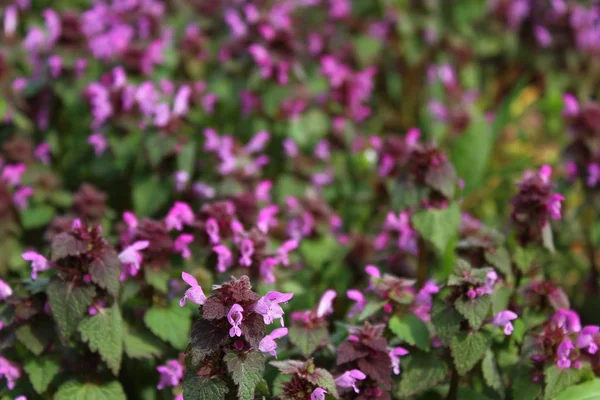 doğada deadnettles alanı