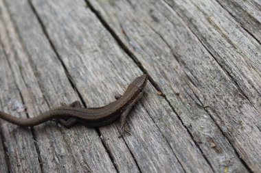 Tahtada bir kertenkele