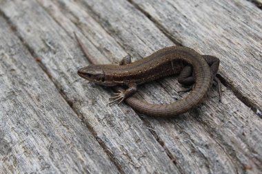 Tahtada bir kertenkele