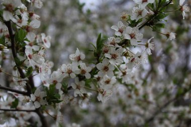 Baharda beyaz çiçekler açar.