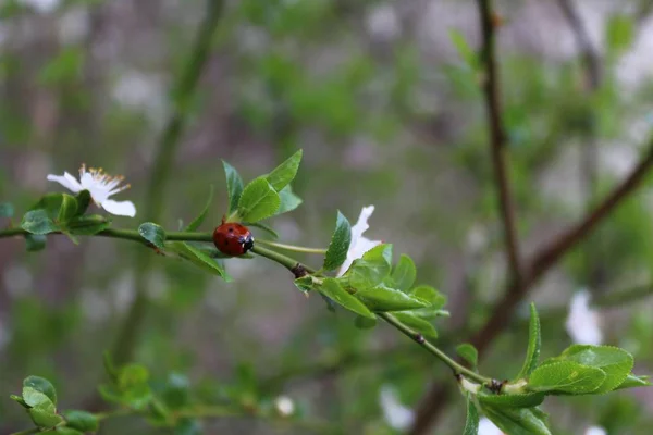 Ladybird Blommande Träd Gren — Stockfoto