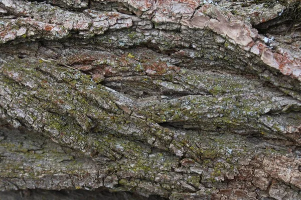 Кора Дерева — стоковое фото
