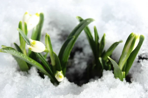 雪の中の春の雪の結晶 — ストック写真