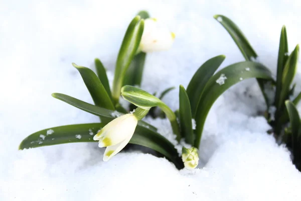 雪の中の春の雪の結晶 — ストック写真