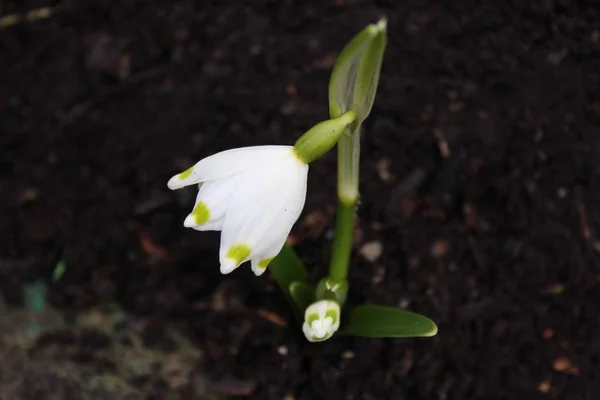 Frühlingsschneeflocke Schnee — Stockfoto