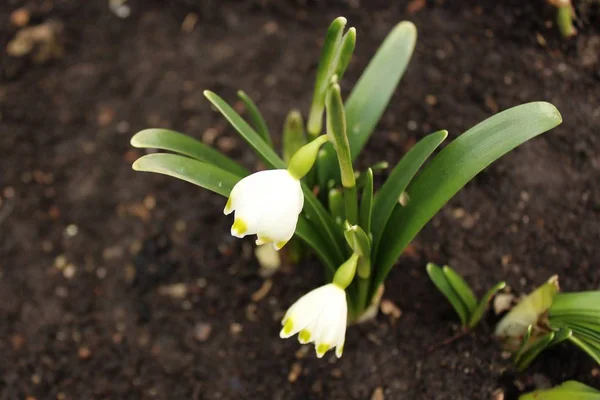 Frühlingsschneeflocke Schnee — Stockfoto