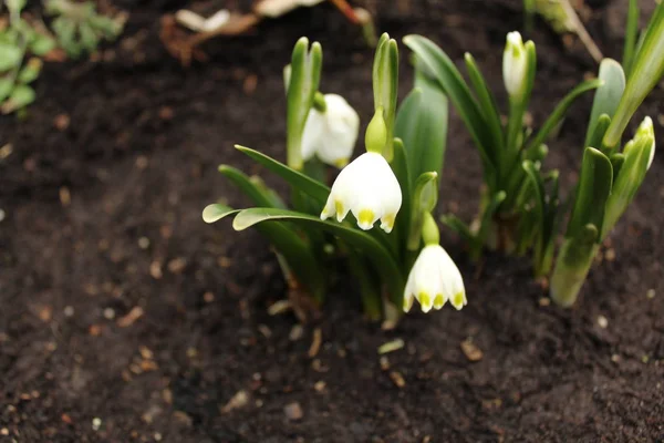 Frühlingsschneeflocke Schnee — Stockfoto