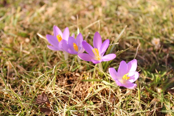 Krokus Trädgården — Stockfoto