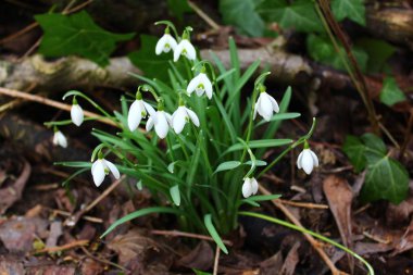 yaprakları güzel kardelen