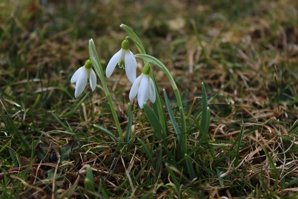 Schneeglöckchen Gras — Stockfoto