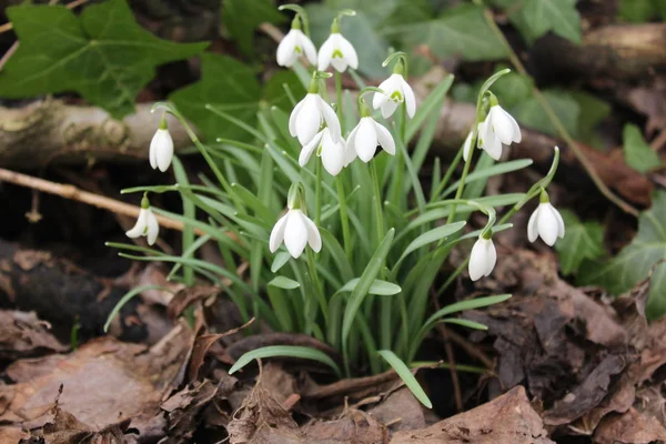 Schöne Schneeglöckchen Den Blättern — Stockfoto