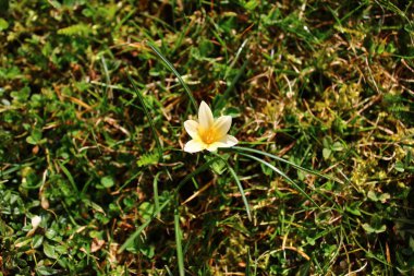 Bahçedeki timsahlar