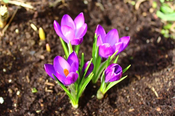 Krokusse Garten — Stockfoto