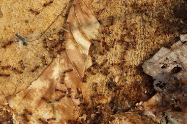 Ormanda bir sürü kırmızı karınca var.