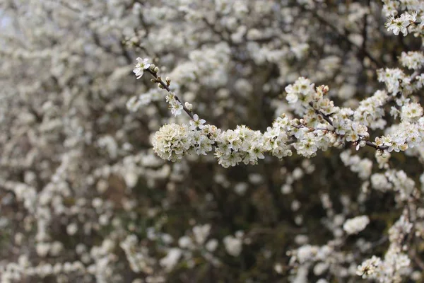 Vita Blommor Ren — Stockfoto