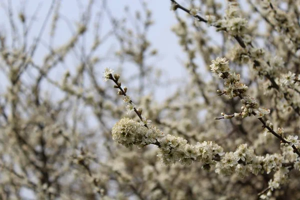 Vita Blommor Ren — Stockfoto