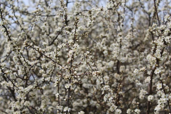 Weiße Blüten Frühling — Stockfoto
