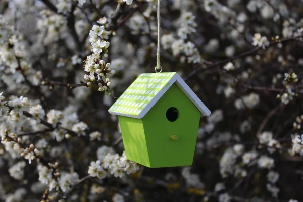 Ornithologie Dans Brousse Fleurs — Photo