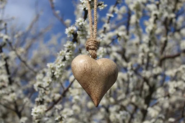 Cuore Legno Cespuglio Fiorito — Foto Stock