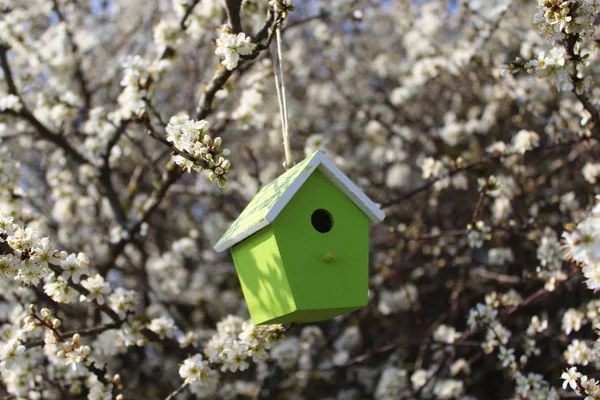 Birdhouse Blossoming Bush — Stock Photo, Image