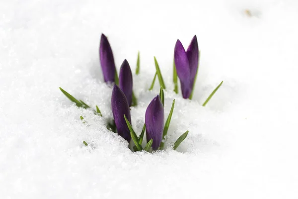 Krokus Schnee — Stockfoto