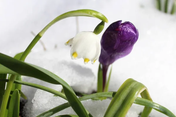 spring snowflake and crocus in the snow