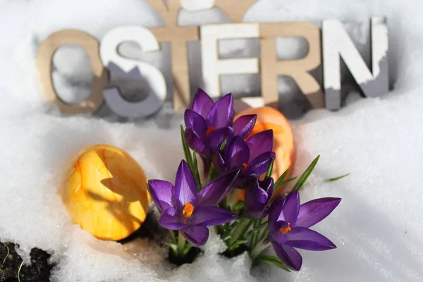 Gyönyörű Húsvéti Dekoráció Crocus Eastereggs — Stock Fotó