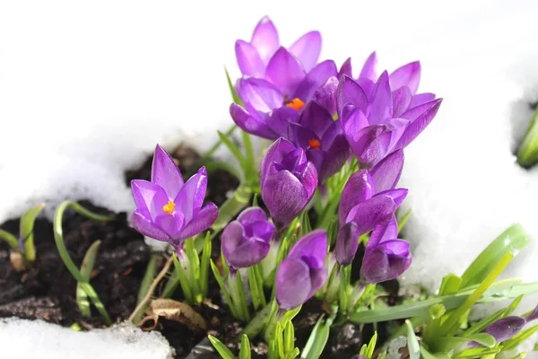 Crocus Snow Stock Image