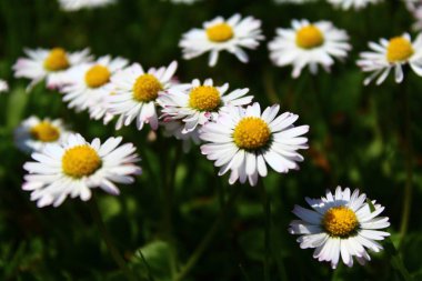 Papatyalı bir çayır.