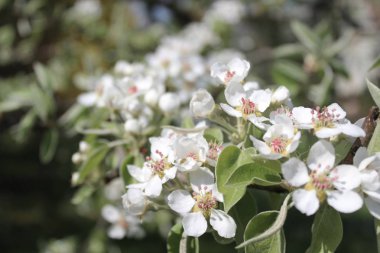 bahçede armut çiçekleri