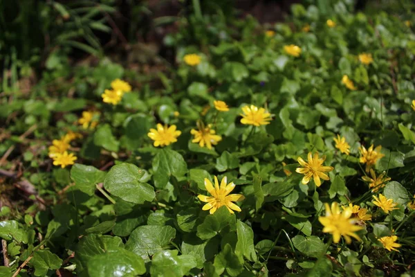 Fleur Buttercup Dans Jardin — Photo