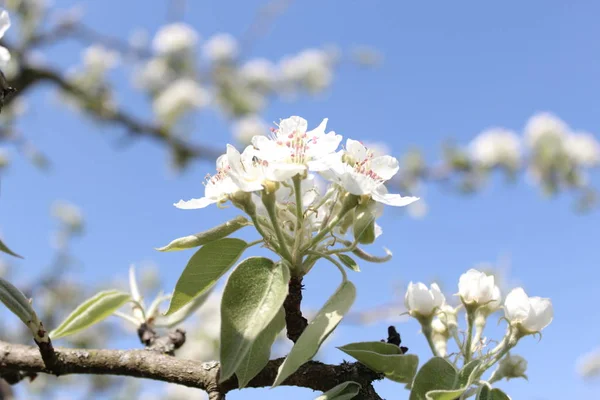 Fleurs Poire Dans Jardin — Photo